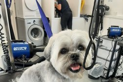 Honourable Dog Grooming - Professional Dog Grooming Services in Bolton