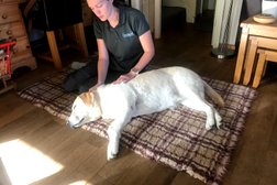 Catalyst Canine Massage Therapy in Slough