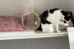 Country Cats Cattery Photo