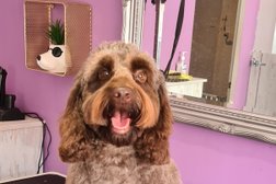 Signature Dog Grooming in Bolton