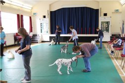 Paws In Hand Dog Training and Behaviour Photo