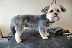 L&S Dog Grooming Photo