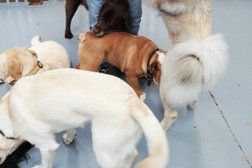 Dog Day Care Centre Photo