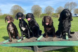 Follow My Lead 1-2-1 Dog Training in Kingston upon Hull