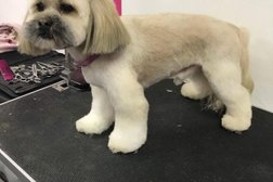 Amys Pets - Dog Grooming in Middlesbrough