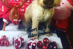 Short Bark & Sides Dog Grooming with Day Care in Swansea