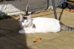 Boote Home For Cats in Liverpool