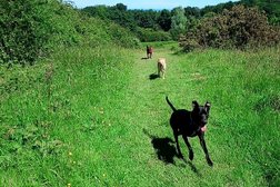Nunthorpe Dog Walking and Pet Care Photo