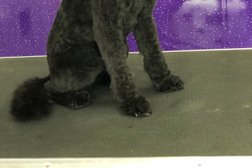 Million-Fur Dog Grooming Photo