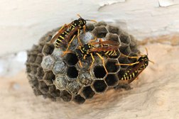 Wasp Nest Removal Oxfordshire Photo