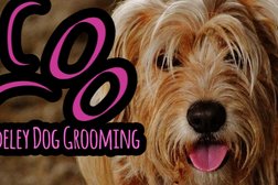 Bradeley Dog Grooming in Stoke-on-Trent