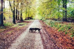 Wiggle Walks Dog Walking & Pet Care Services Photo