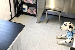 GGS refreshing paws dog grooming in Cardiff