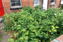 Invasive Weed Management LTD Japanese Knotweed Removal Specialists Photo