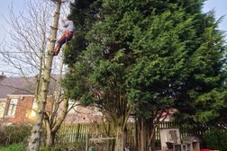 A.L.M tree services in Sunderland