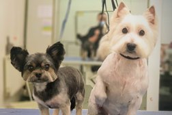 WagsPetSpa - Dog Grooming Willenhall in Wolverhampton