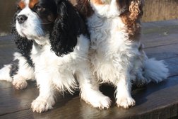 Pups Corner in Warrington