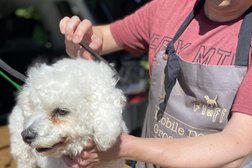 Wruff to Fluff Mobile Dog Grooming in Swindon