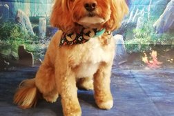 K9rens Professional Dog Grooming services Photo