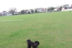 Dog Walking Southend Pet Care in Southend-on-Sea