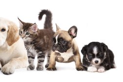 Lead On Pet Services in Southend-on-Sea