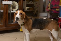 Dogs Trust Charity Shop - Poole Photo