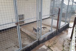 Wentloog Boarding Kennels and Cattery in Newport