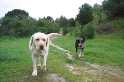 Happy Paws Dog Walking And Pet Sitting in Newcastle upon Tyne