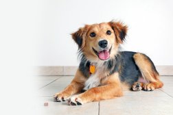 Dogoholics Canine Services Photo