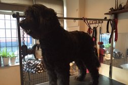 Woof and Ready Dog Grooming in Derby