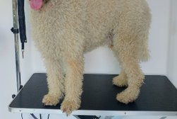 Smarter Wags Dog Grooming in Derby