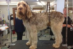 FURst Impressions Dog Grooming salon in Cardiff