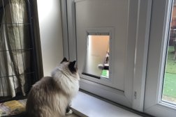Cat Out Of Glass - Cat Flap Fitter Photo