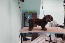 Cherished Pets, Bournemouth | Salon Dog Grooming! in Bournemouth