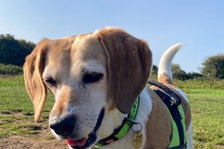 Pawfection Dog Walking & Home Visit Service Photo