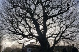Bolton Tree & Stump Removals/bolton Tree Surgeon in Bolton