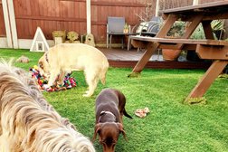 Small Paws Playdates & Home Boarding in Basildon
