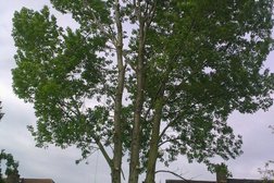Temple Tree Care in Basildon